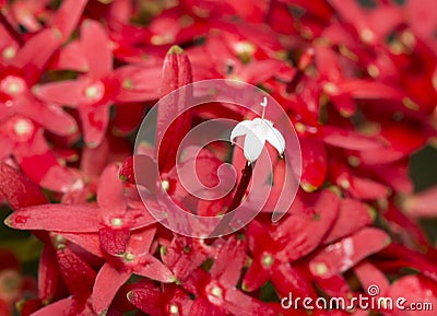 Stand Out Ixora Stock Photo