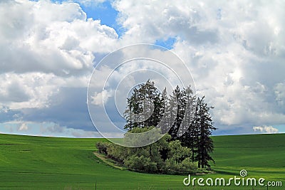 A Stand of Trees In the Middle of Rolling Farm Fields Stock Photo