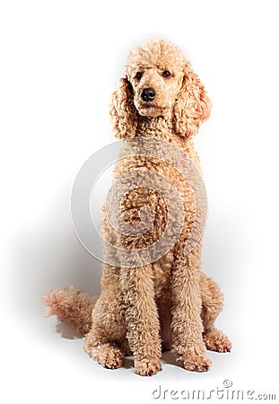 Standard Poodle Stock Photo