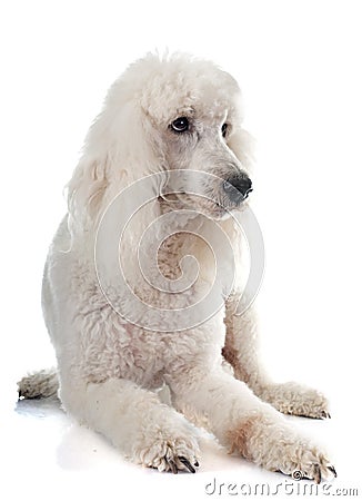 Standard poodle Stock Photo