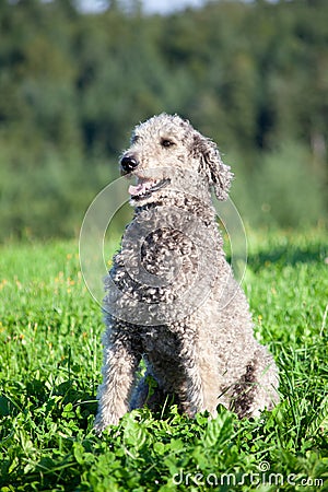 Standart Poodle dog portrait with natural hair. Untrimmed fur Stock Photo