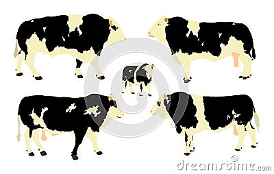 Standing adult bull vector illustration isolated on white background. Holstein Friesian cow. Breeding bull. quality genetic. Vector Illustration