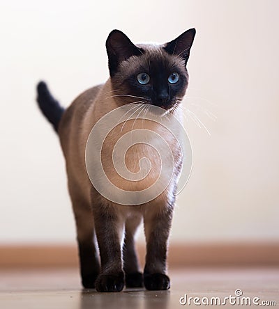 Standing adult Siamese cat Stock Photo
