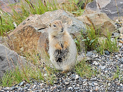 Standing Arctic ground squirrel - Denali National Park - Alaska Stock Photo
