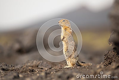 Standing Arctic ground squirrel or parka in Kamchatka near Tolbachik volcano Stock Photo