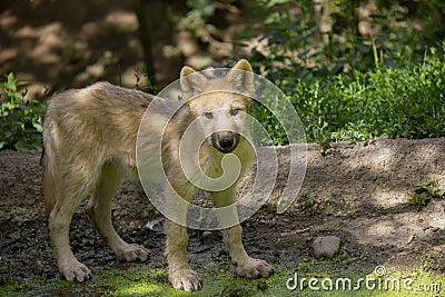 Standing arctic wolf cub Stock Photo