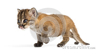 Standing Asian golden cat, Pardofelis temminckii, 4 weeks old Stock Photo