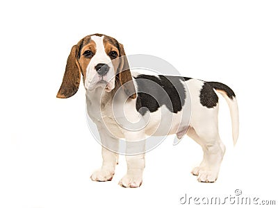 Standing beagle puppy seen from the side facing the camera Stock Photo