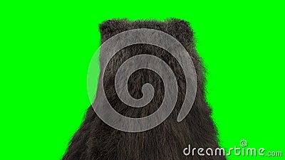 standing bear. Green screen isolate. 3d rendering. Stock Photo