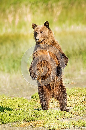 Standing Bear Stock Photo
