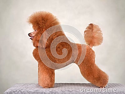 Standing beautiful red poodle Stock Photo