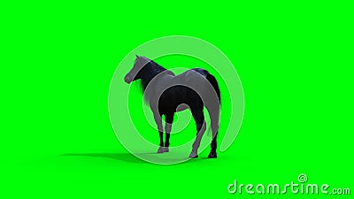 Standing black horse. Green screen isolate. 3d rendering. Stock Photo
