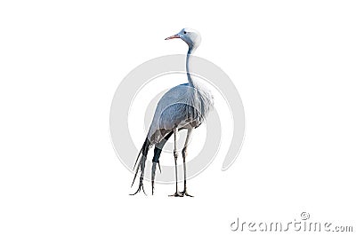 Standing Blue Crane isolated on white Stock Photo