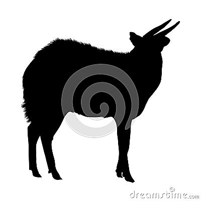 Standing Bongo Tragelaphus Eurycerus, Silhouette, Africa, Isolated On White Vector Illustration