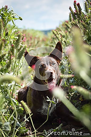 Standing border collie in crimson clover. Stock Photo