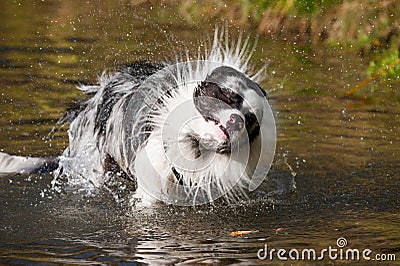 Shaking border collie dog Stock Photo