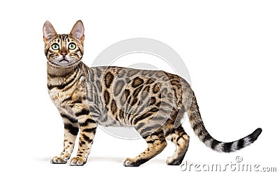 Standing brown bengal cat, side view, isolated Stock Photo