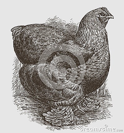 Standing buff cochin hen in side view Vector Illustration