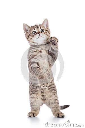 Standing cat kitten isolated on white background Stock Photo