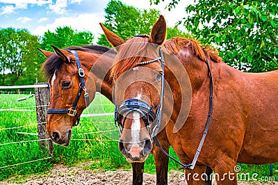 Standing chestnut colored horses on a pasture in the sunshine Stock Photo