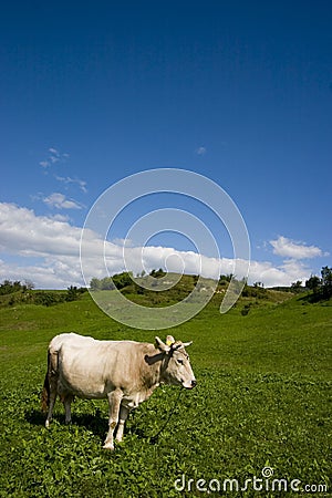 Standing Cow Stock Photo