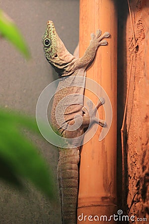 Standing day gecko Stock Photo