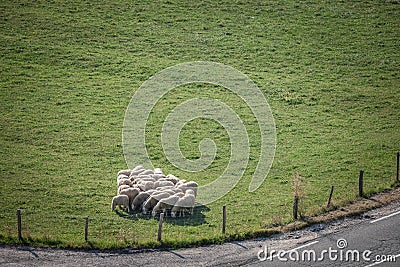 Aerial view on a flock and herd of white sheeps, with short wool, Stock Photo