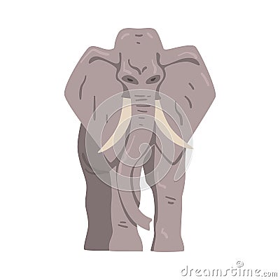 Standing Elephant as Large African Animal with Trunk, Tusks, Ear Flaps and Massive Legs Front View Vector Illustration Vector Illustration