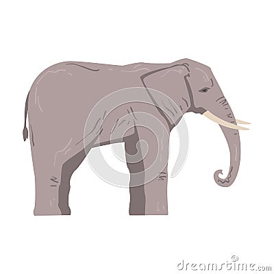 Standing Elephant as Large African Animal with Trunk, Tusks, Ear Flaps and Massive Legs Side View Vector Illustration Vector Illustration