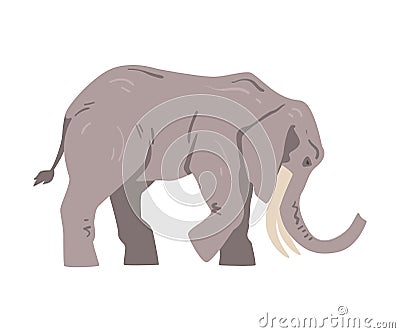 Standing Elephant as Large African Animal with Trunk, Tusks, Ear Flaps and Massive Legs Vector Illustration Vector Illustration