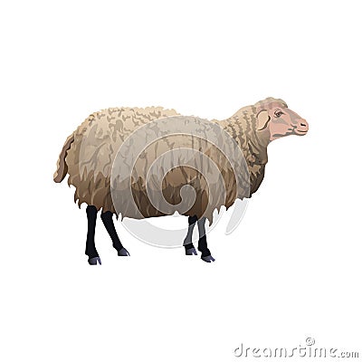 Standing farm sheep Vector Illustration