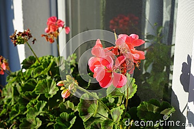 Standing geraniums, Pelargonium hortorum, bloom with pink-orange flowers in a flower box in autumn. Berlin, Germany Stock Photo