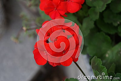 Standing geraniums, Pelargonium hortorum, bloom with red flowers in a flower box in autumn. Berlin, Germany Stock Photo