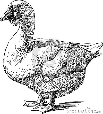 Standing goose Vector Illustration