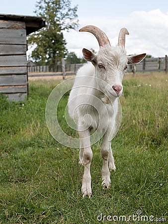 Standing horned pet goat on the farm or ranch. Domestic cloven-hoofed animal Stock Photo