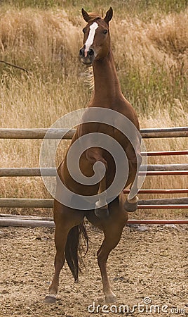 Standing horse Stock Photo