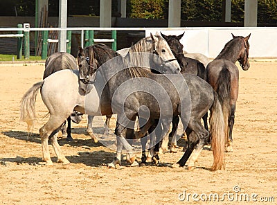 Standing horse Stock Photo