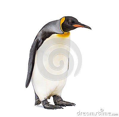 Standing King penguin looking down Stock Photo