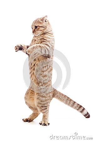 Standing kitten or cat striped like Godzilla Stock Photo