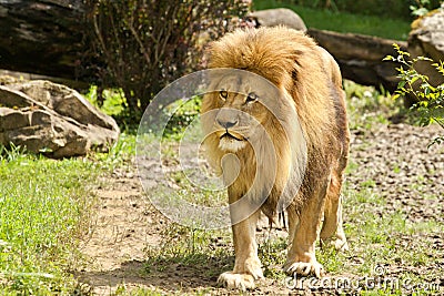 Standing lion closeup Stock Photo