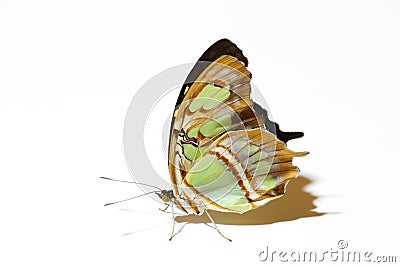 Standing Malachite butterfly isolated on white with it's beautiful wings up Stock Photo