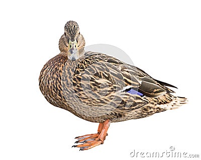 Standing mallard duck isolated on white Stock Photo