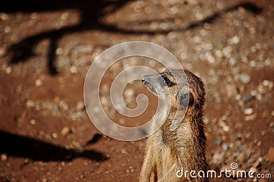 Standing meerkat Stock Photo