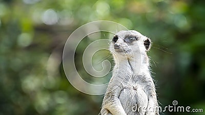 A standing meerkat with a natural green background Stock Photo