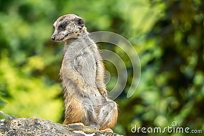 Standing meerkat watching around Stock Photo