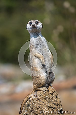 A standing meerkat. Stock Photo