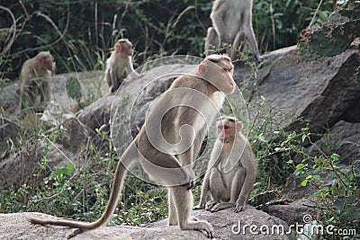 Standing Monkey by krish Stock Photo