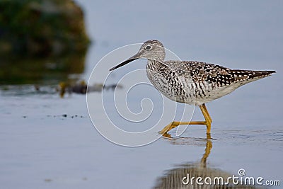 Standing on one leg, a greater yellow legs forages in a tide pool Stock Photo