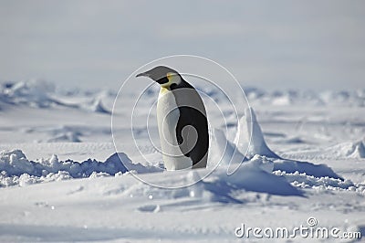 Standing penguin Stock Photo
