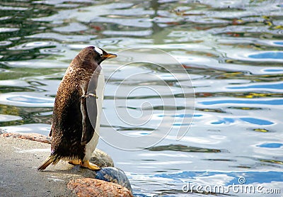 Standing penguin Stock Photo